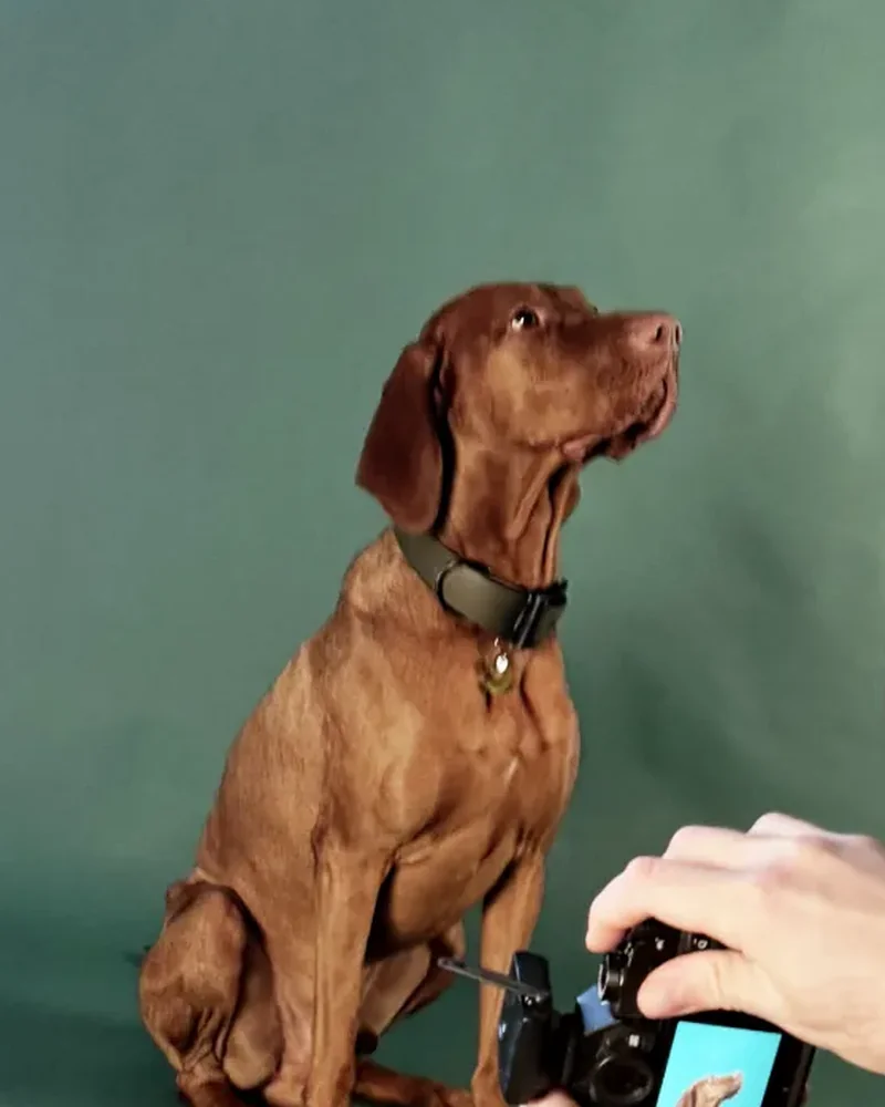 Vizsla pózuje pred zeleným pozadím počas fotenia v ateliéri DILEJDOGS