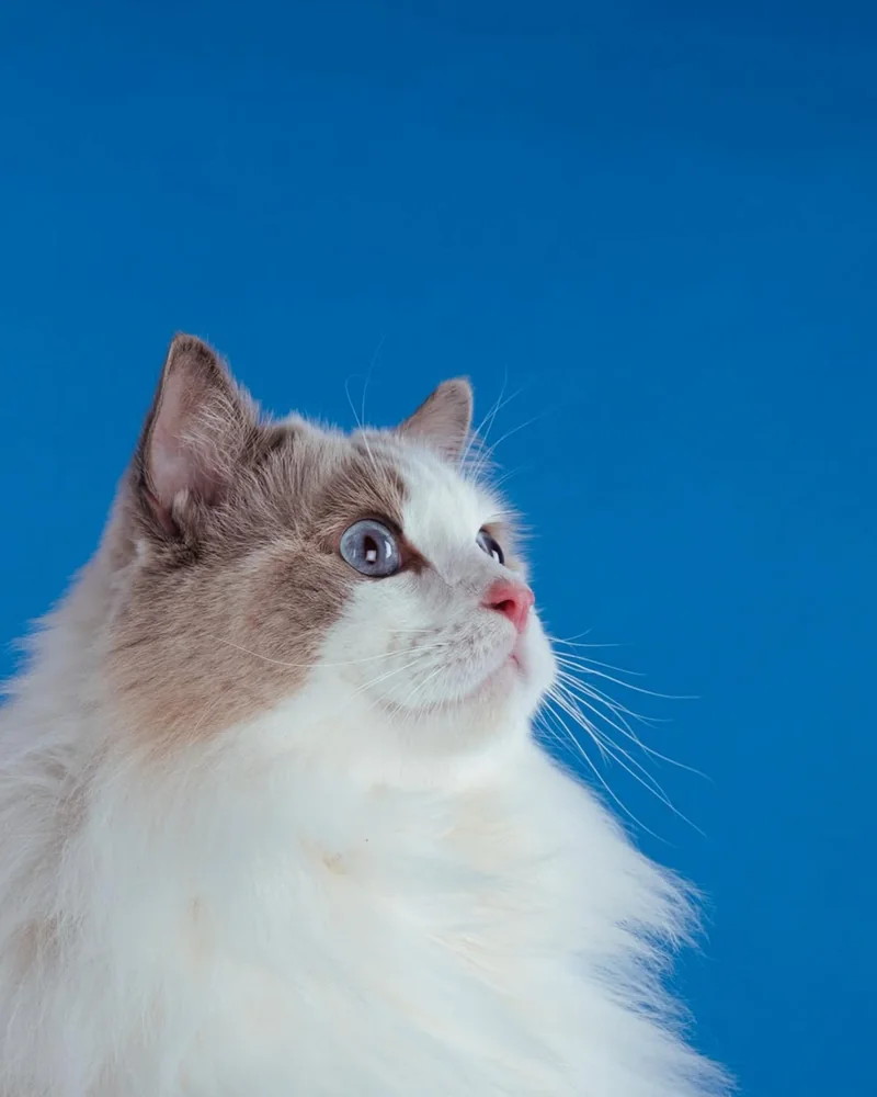 Portrét mačky ragdoll na modrom pozadí