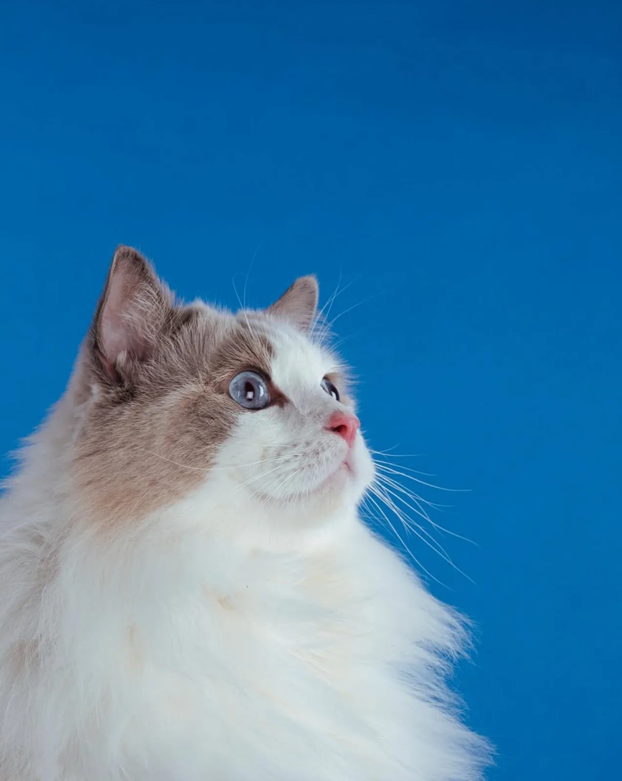 Portrét mačky ragdoll na modrom pozadí v ateliéri DILEJDOGS