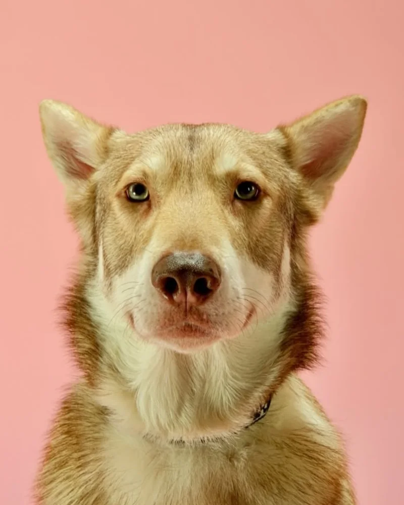 Pokojný portrét psa husky kríženca na ružovom pozadí