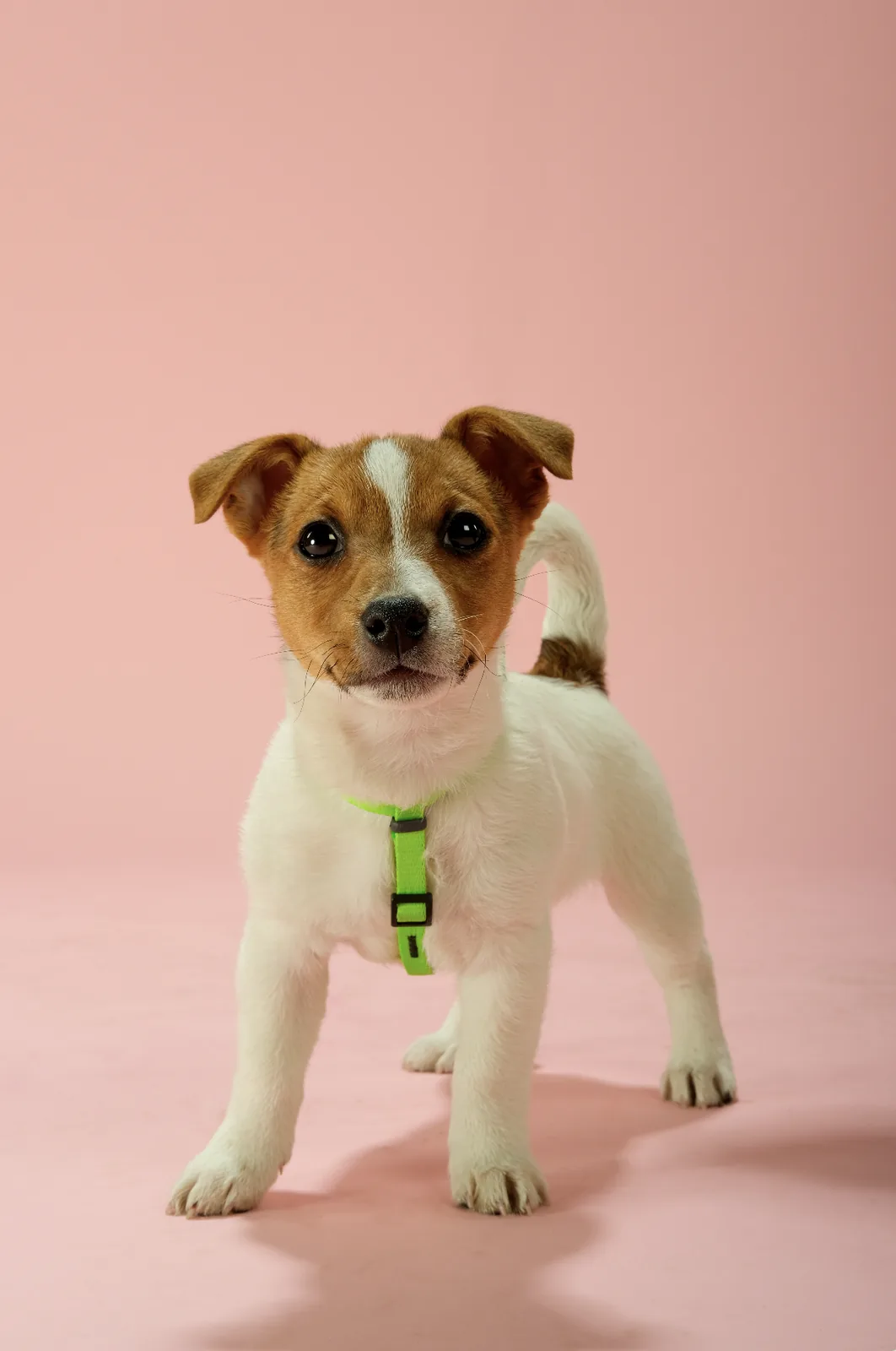 Šteňa Jack Russell počas pokojného fotenia v ateliéri DILEJDOGS