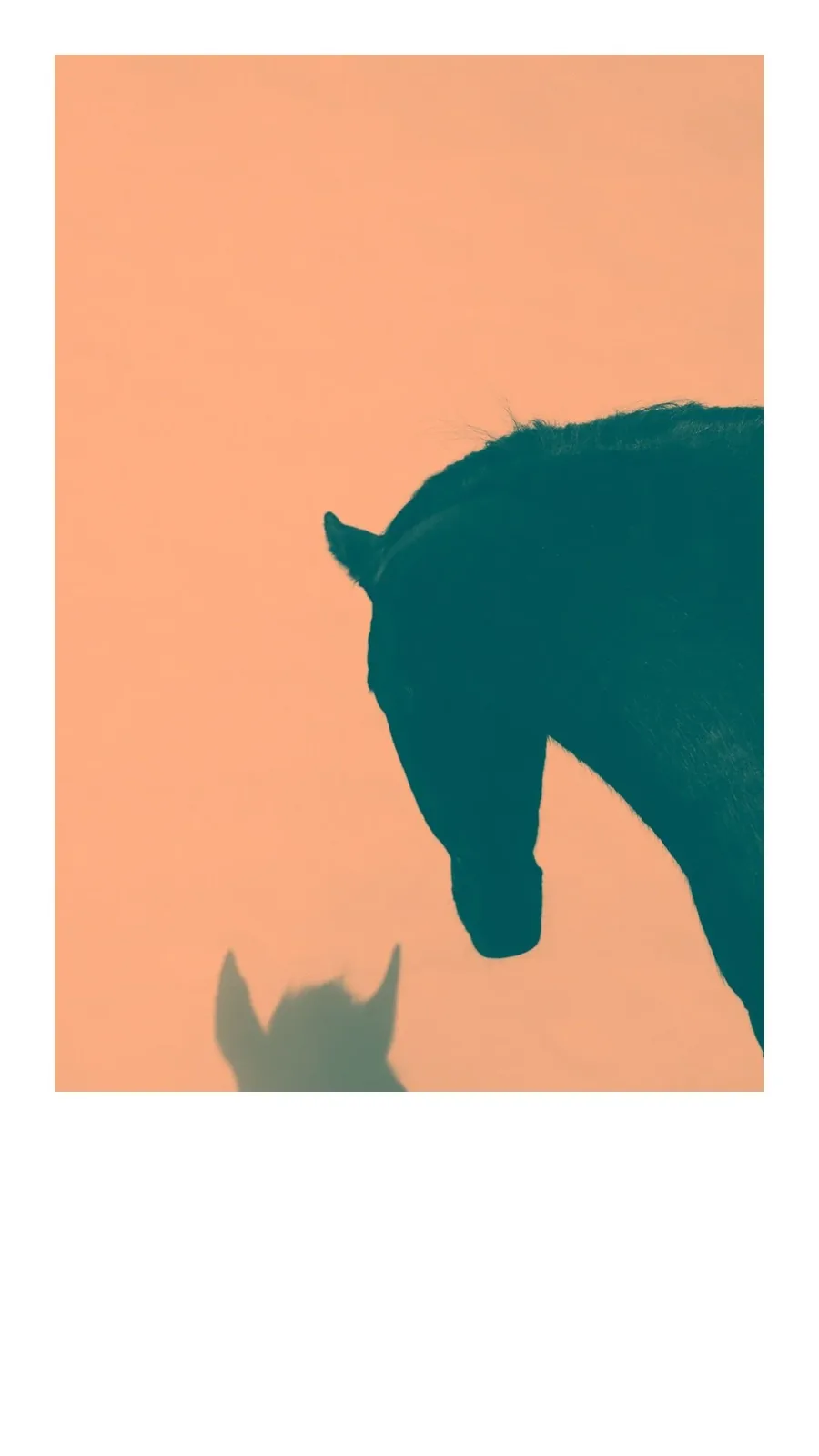 Projekt · Charita — portrét @dilejdogs
